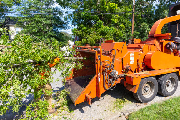 Best Tree Stump Removal  in River Grove, IL